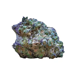 Growers Choice Frozen Cherry Runtz