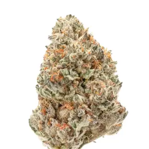 Growers Choice Double XL Watermelon Weddingcake Auto