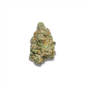 Growers Choice Apple Fritter Auto 5 Stk feminisiert