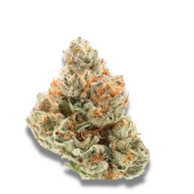 Growers Choice Chocolate Sherbet 5 pcs feminised