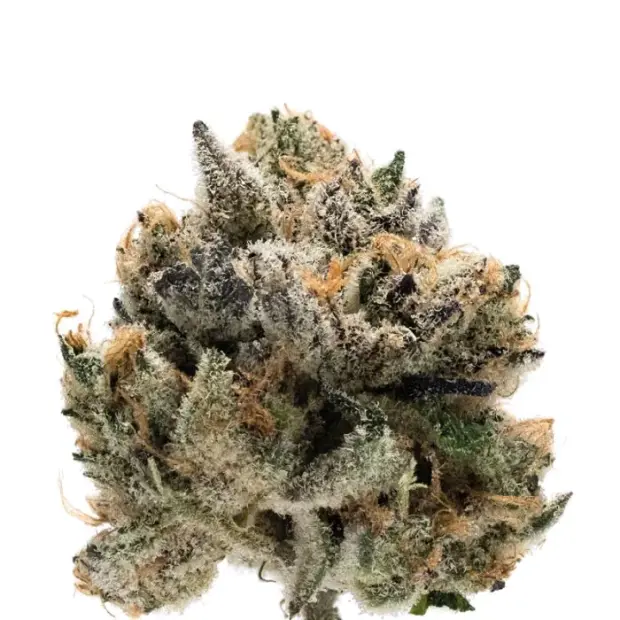 Growers Choice Tropical Cookies Double XL Auto 5 Stk feminisiert