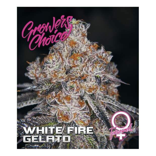 Growers Choice White Fire Gelato 3 pcs feminised