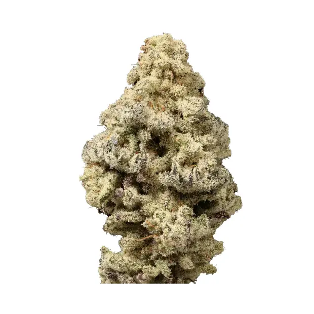 Growers Choice Mac n Cheese 10 Stk feminisiert