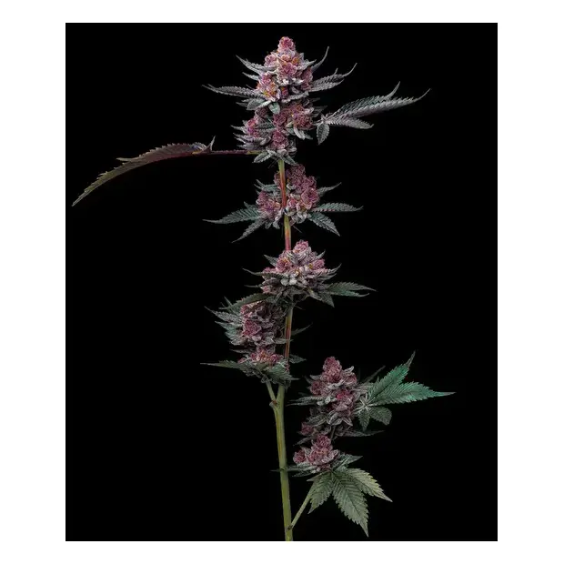 Barneys Farm Cherry Poppers