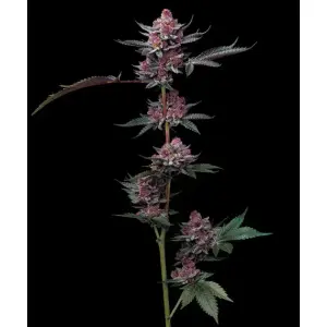 Barneys Farm Cherry Poppers