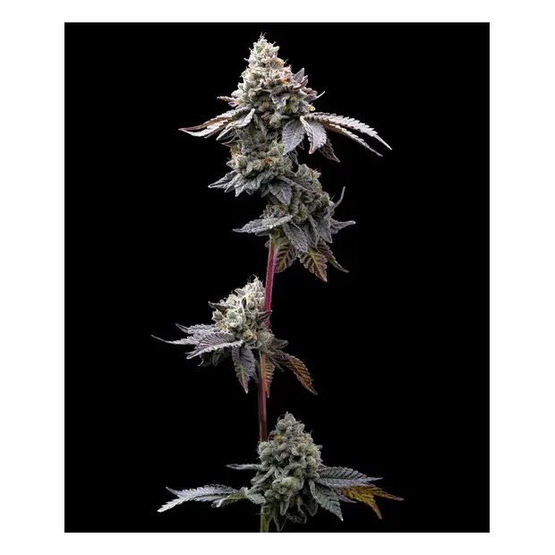 Barneys Farm GMO Cookies