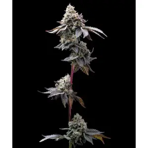 Barneys Farm GMO Cookies