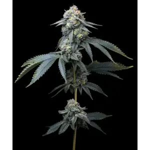 Barneys Farm Jealousy 5 Stk feminisiert