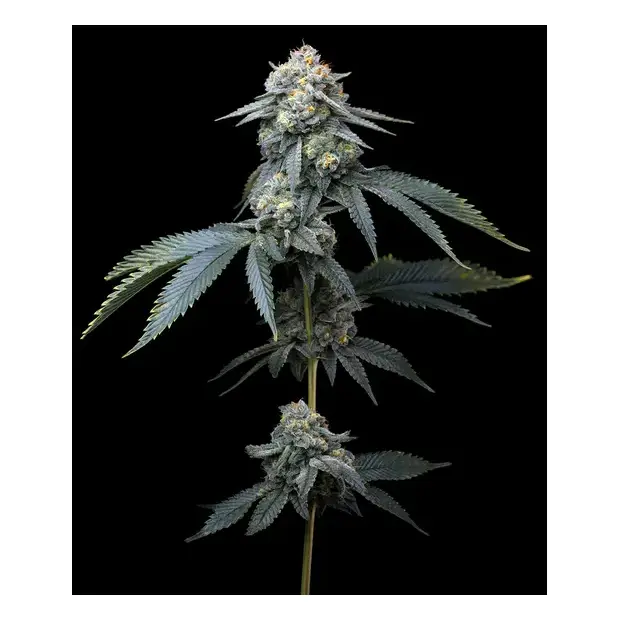 Barneys Farm Jealousy 10 Stk feminisiert