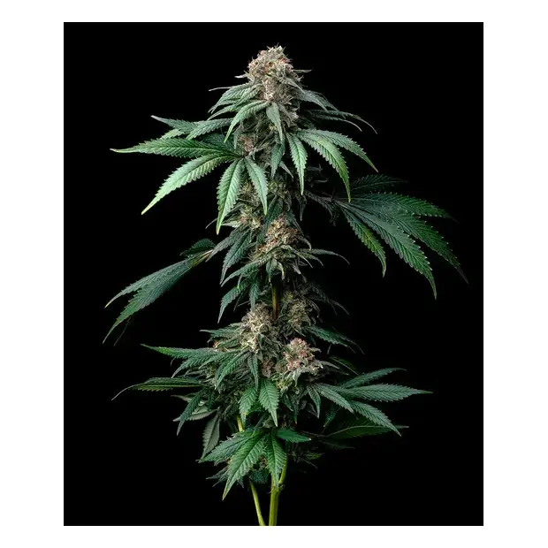 Barneys Farm Mendo Breath
