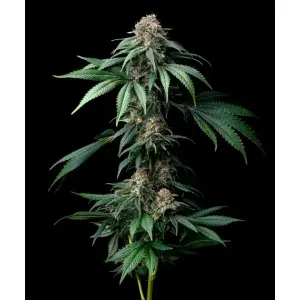 Barneys Farm Mendo Breath