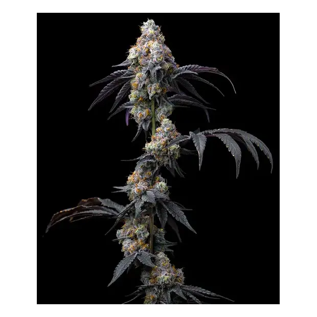 Barneys Farm Rainbow Sherbet