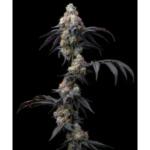 Barneys Farm Rainbow Sherbet