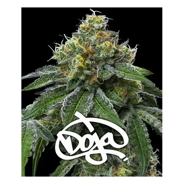 Barneys Farm RS11 x Banana OG