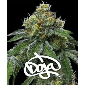 Barneys Farm RS11 x Banana OG