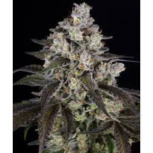 Barneys Farm Trainwreck