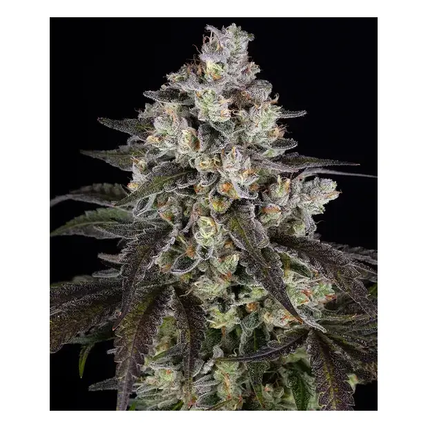 Barneys Farm Trainwreck
