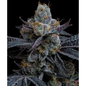 Barneys Farm White Runtz