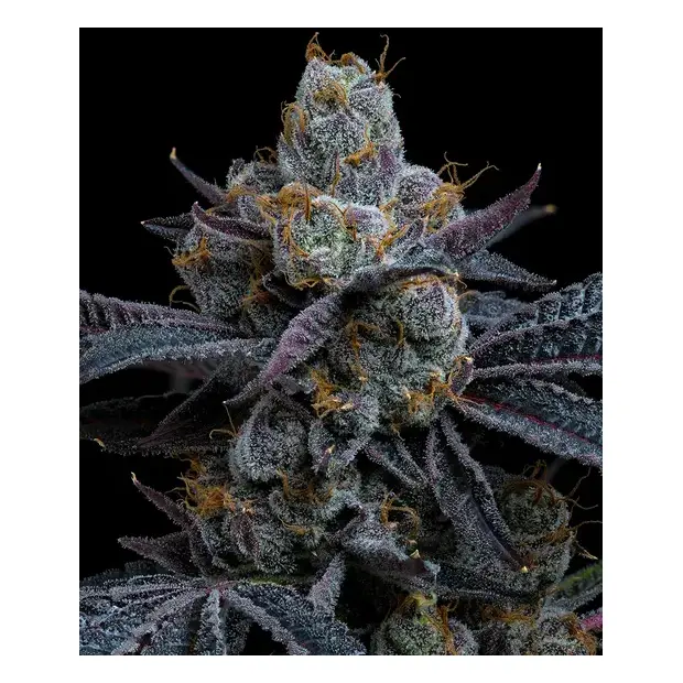 Barneys Farm White Runtz 3 Stk feminisiert