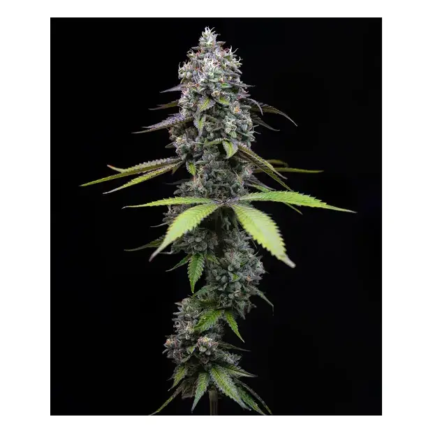 Barneys Farm Zoap