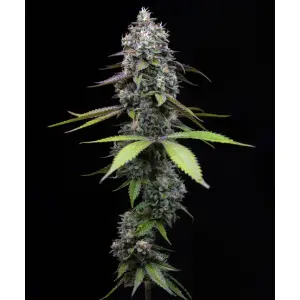 Barneys Farm Zoap