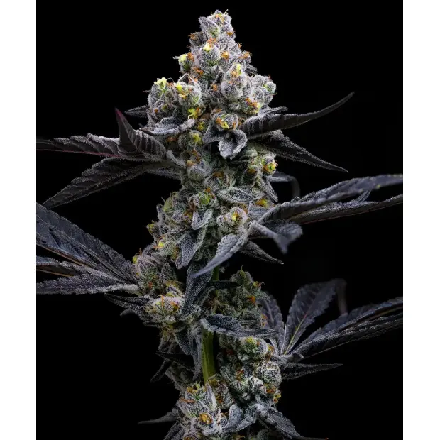 Barneys Farm Garlic Cookies