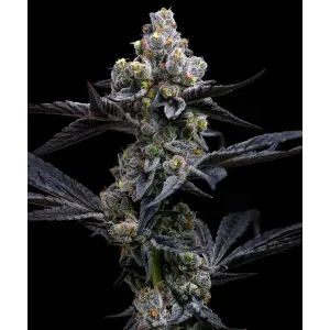 Barneys Farm Garlic Cookies 3 Stk feminisiert