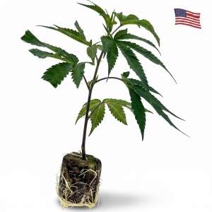 Lemon Cherry Gelato Hanfsteckling / Backpackboyz cut in...