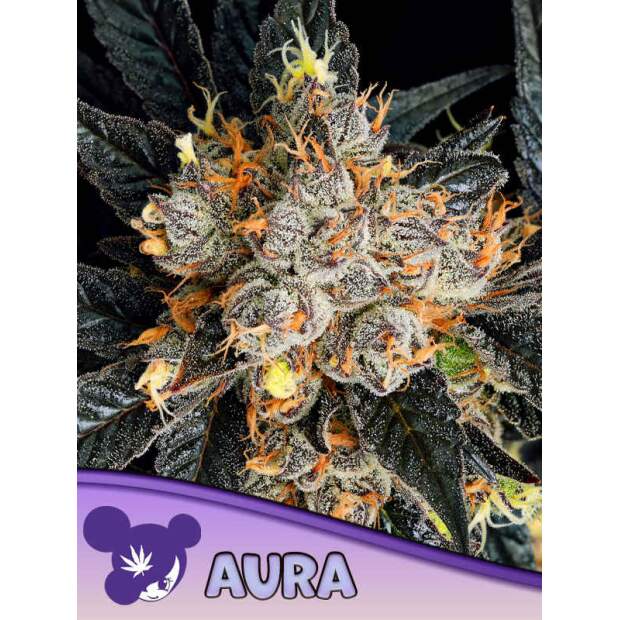 Anesia Seeds Aura