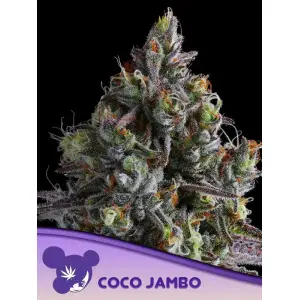 Anesia Seeds Coco Jambo 3 Stk feminisiert