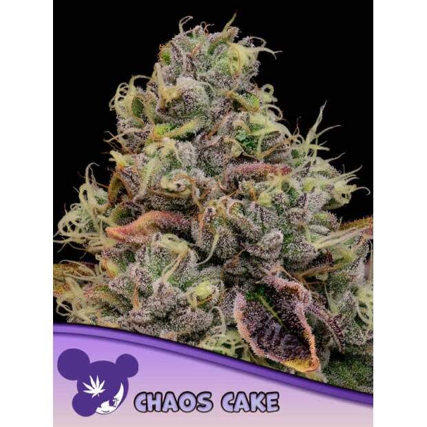 Anesia Seeds Chaos Cake 3 pcs feminised