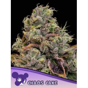 Anesia Seeds Chaos Cake 5 pcs feminised
