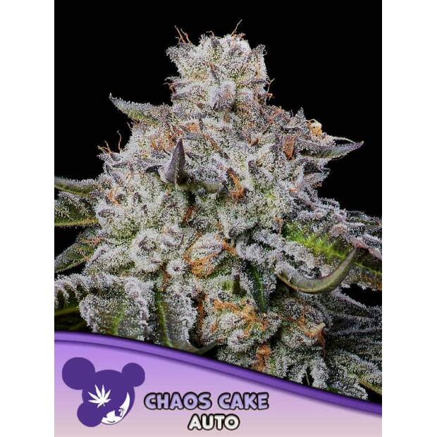 Anesia Seeds Chaos Cake Auto 3 Stk feminisiert