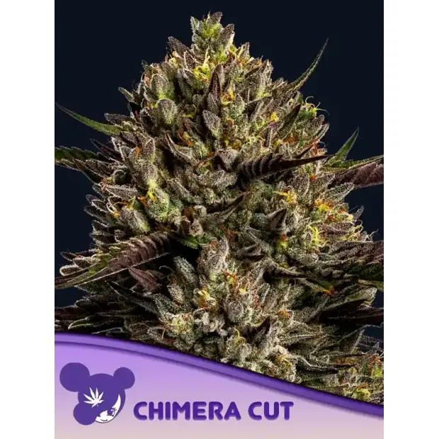 Anesia Seeds Chimera Cut 5 Stk feminisiert