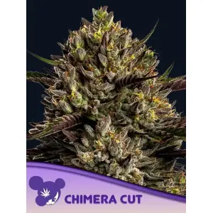 Anesia Seeds Chimera Cut 5 Stk feminisiert