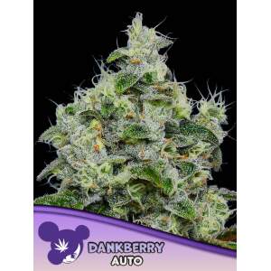Anesia Seeds Dankberry Auto