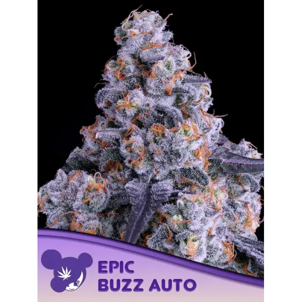 Anesia Seeds Epic Buzz Auto