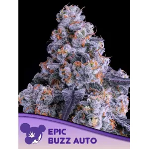 Anesia Seeds Epic Buzz Auto