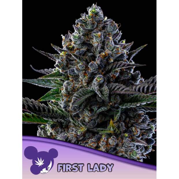 Anesia Seeds First Lady