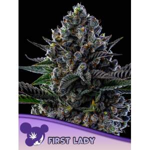 Anesia Seeds First Lady