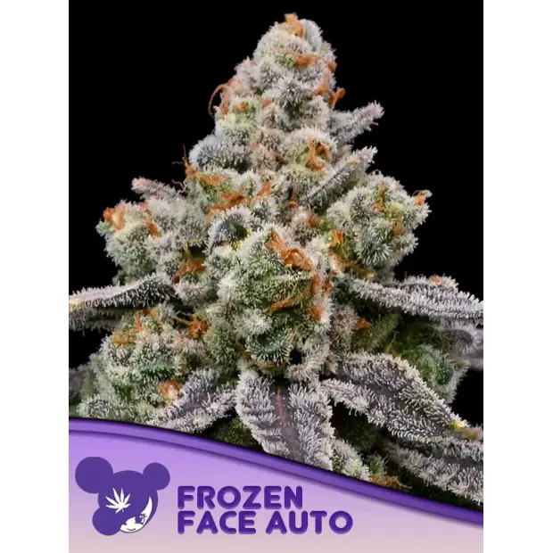 Anesia Seeds Frozen Face Auto