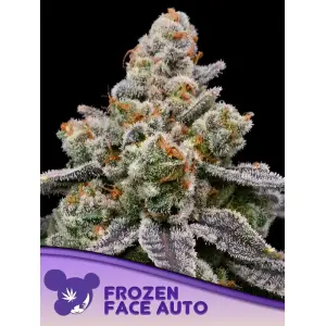 Anesia Seeds Frozen Face Auto