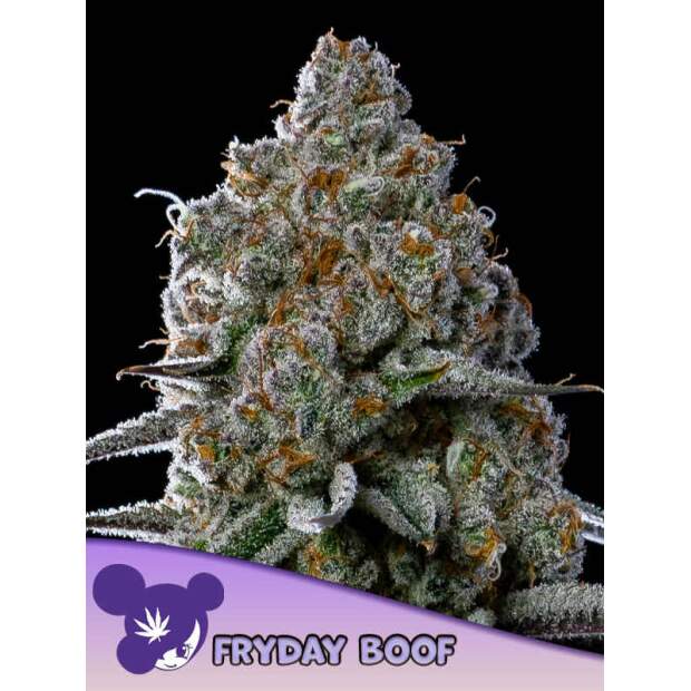 Anesia Seeds Fryday Boof