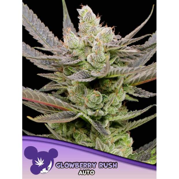 Anesia Seeds Glowberry Rush Auto