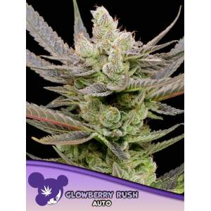 Anesia Seeds Glowberry Rush Auto