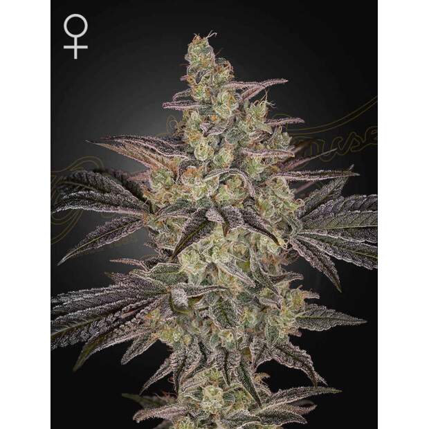 Green House Seeds Frosted Guava Auto