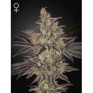 Green House Seeds Frosted Guava Auto