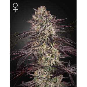 Green House Seeds Biscotti Auto