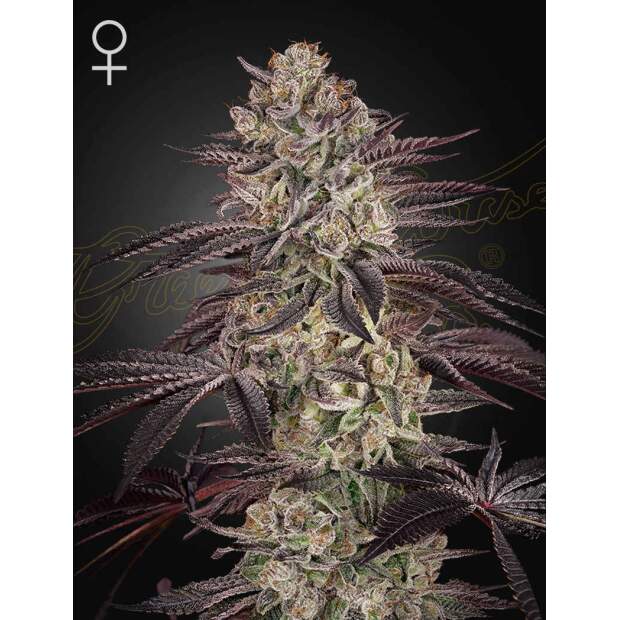 Green House Seeds Biscotti Auto 3 pcs feminised
