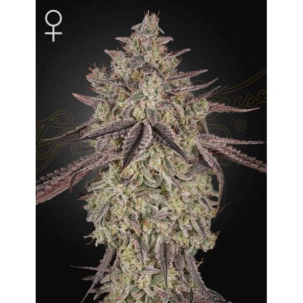 Green House Seeds Skywalker Auto
